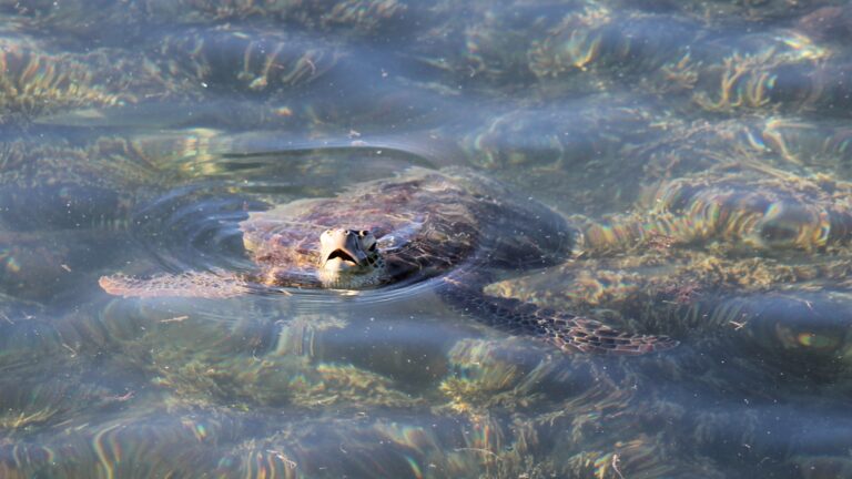 Ilot Lareygnière et ilot Signal : tortues en pagaille!