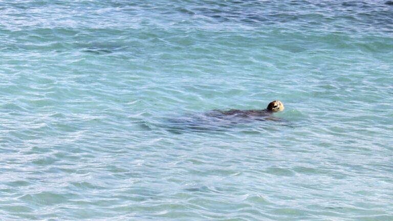 La Plage de Mebuet : la Baie des Tortues, joyau des îles Loyauté